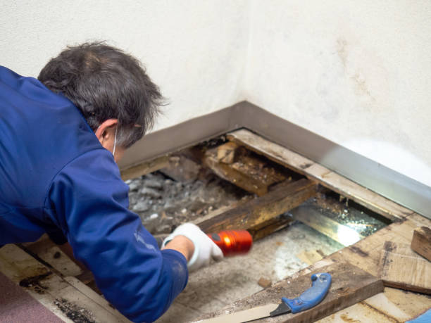  Huntsville, TX Mold Removal Pros