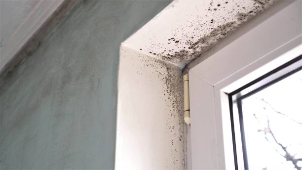 Best Mold Cleaning Services  in Huntsville, TX