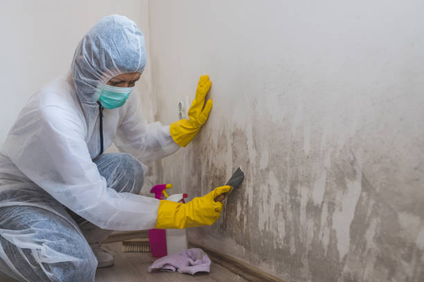 Best Local Mold Removal Service  in Huntsville, TX