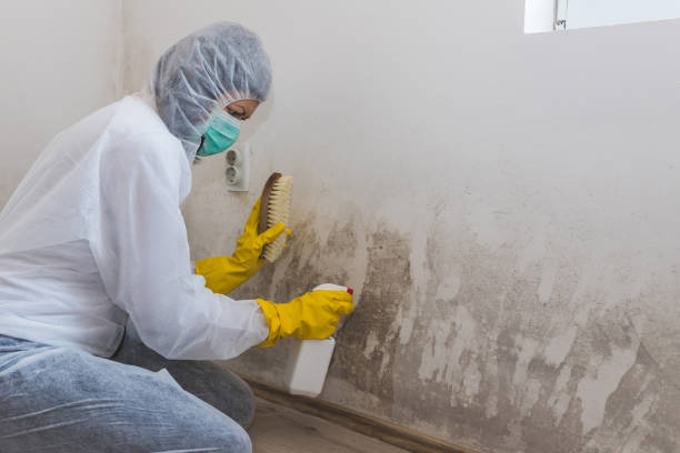Professional Mold Removal in Huntsville, TX