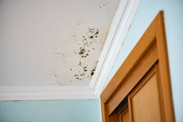 Best Black Mold Removal  in Huntsville, TX