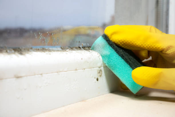 Best Crawl Space Mold Removal  in Huntsville, TX