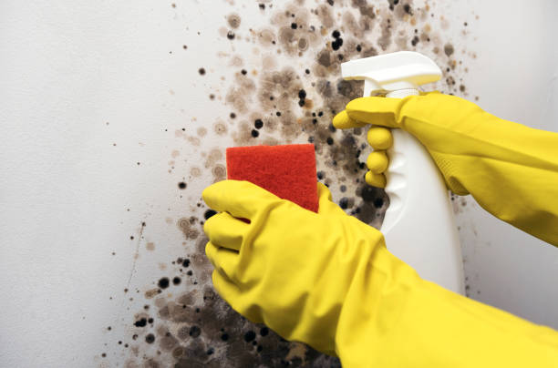 Best Home Mold Removal  in Huntsville, TX