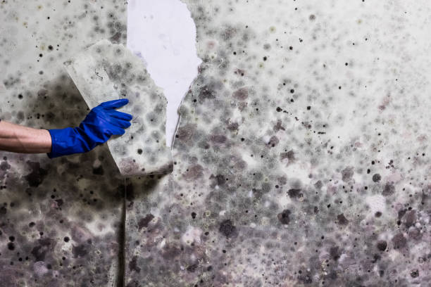 Best Commercial Mold Removal  in Huntsville, TX